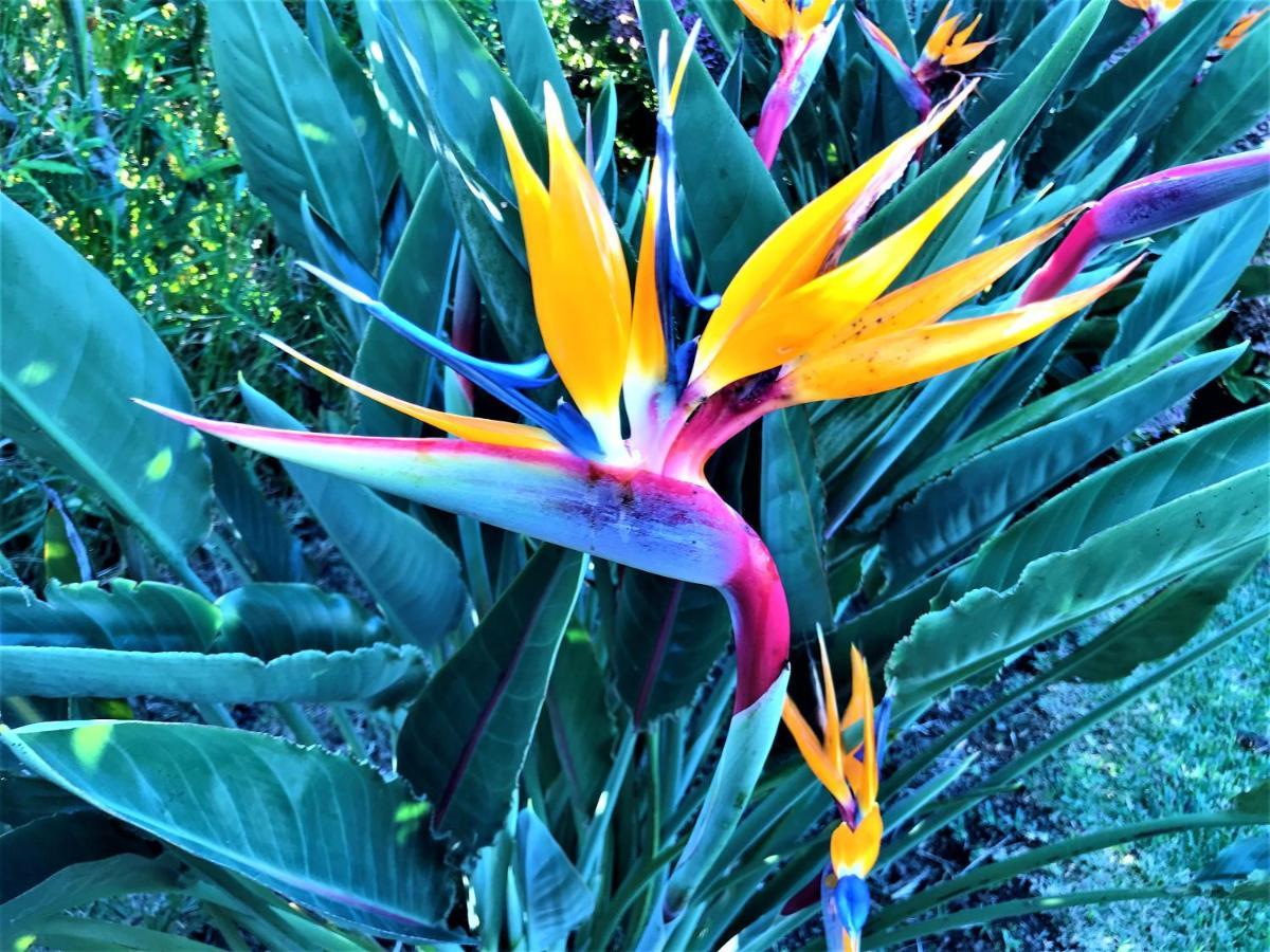 Surf Beach_Santa Barbara Secret Gardens Ribeira Grande Eksteriør bilde